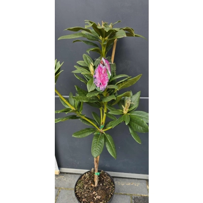 RÓŻANECZNIK na pniu 'rhododendron' Różowy